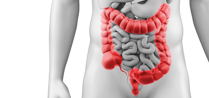 os intestinos 2